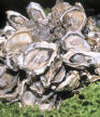 ostras al cava