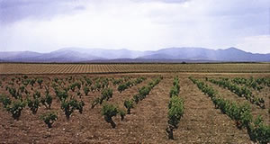 Autumn vineyard